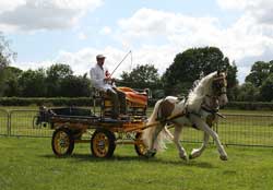 BDS Dorset & South Wiltshire Area Show 2019