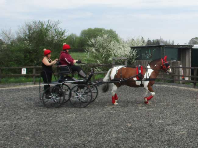 Cones day, BDS Dorset & S. Wilts