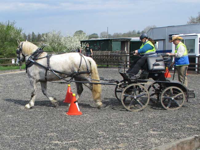 Cones day, BDS Dorset & S. Wilts