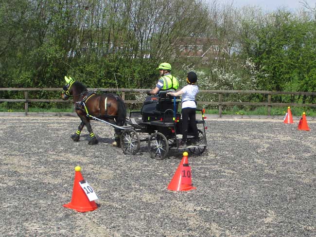 Cones day, BDS Dorset & S. Wilts