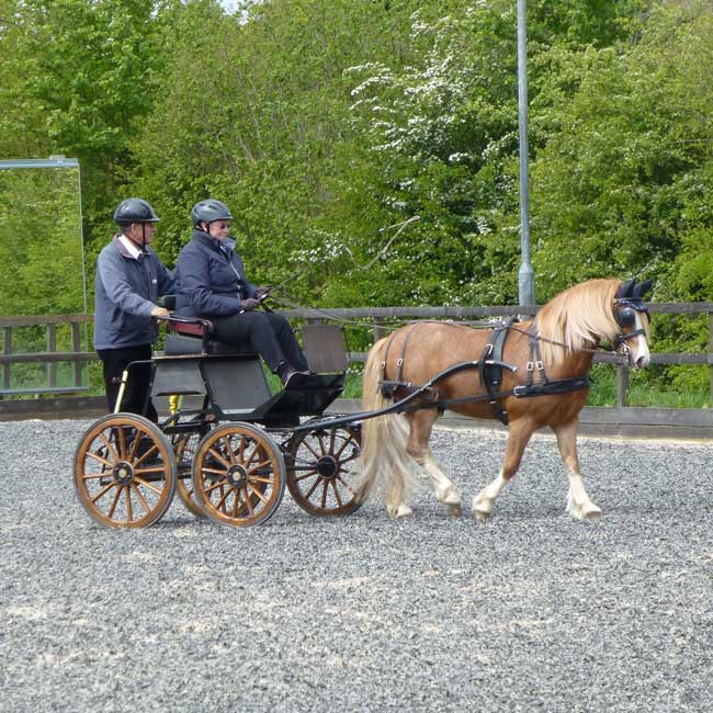 BDS Dorset and S Wilts Dressage and Cones Competition 2019