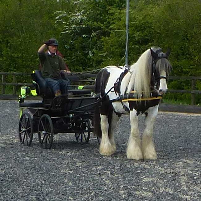 BDS Dorset and S Wilts Dressage and Cones Competition 2019