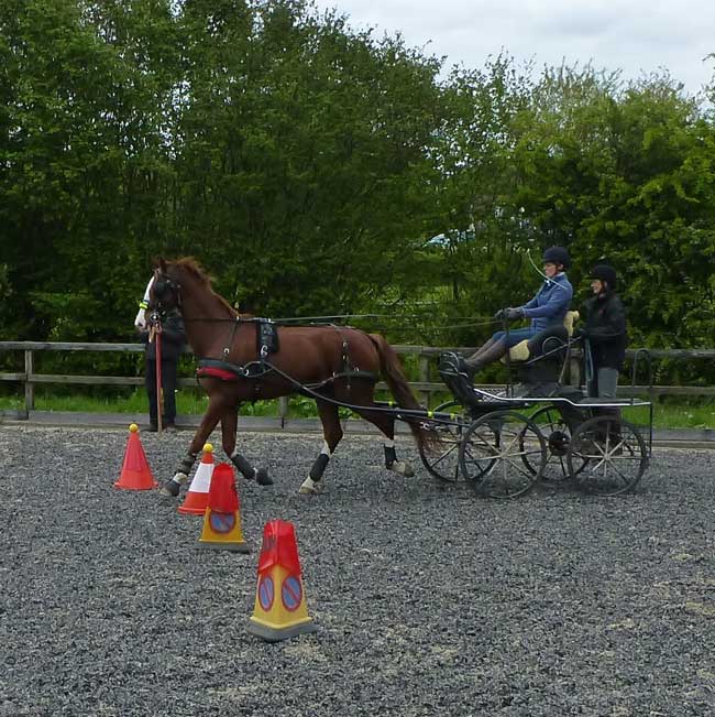 BDS Dorset and S Wilts Dressage and Cones Competition 2019