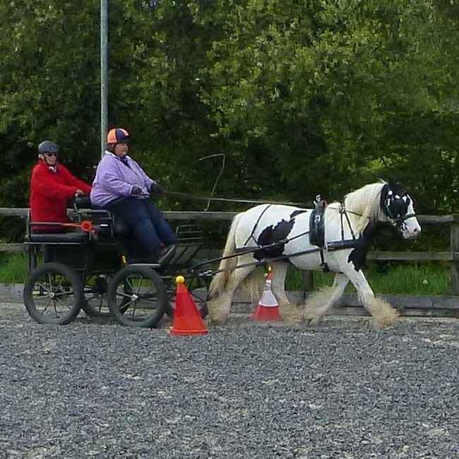 BDS Dorset and S Wilts Dressage and Cones Competition 2019