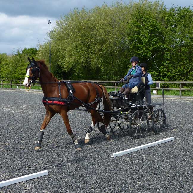 BDS Dorset and S Wilts Dressage and Cones Competition 2019