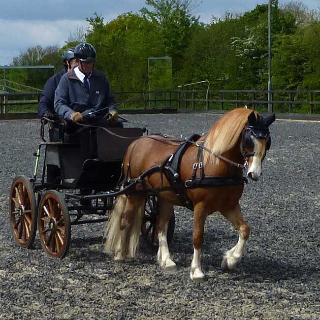 BDS Dorset and S Wilts Dressage and Cones Competition 2019