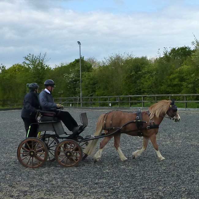 BDS Dorset and S Wilts Dressage and Cones Competition 2019