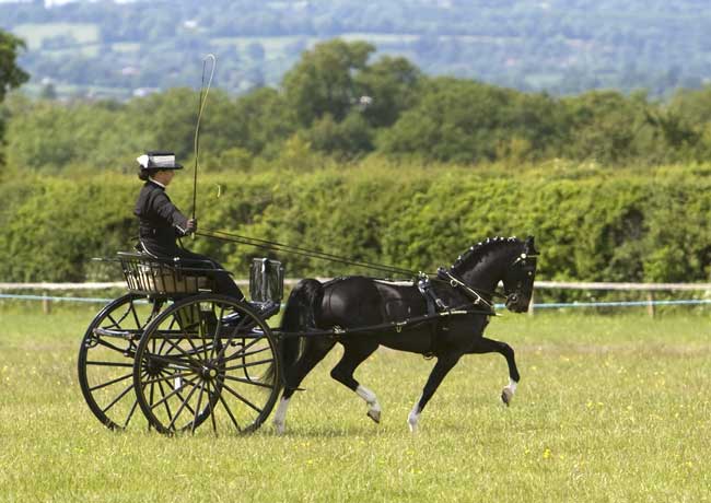 Melanie Vyse driving her Hackney Pony Glenshane Playboy