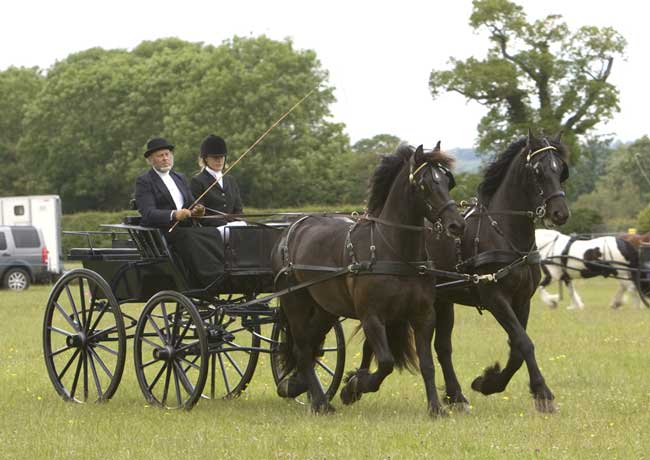 Ivan Smith driving his pair of Freisans, Jelte and Joris