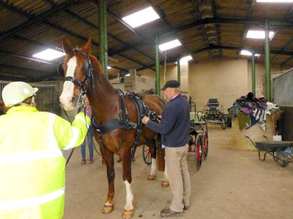 Harness fitting at Nutley Farm