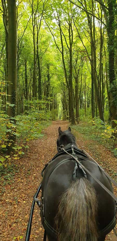 Dorset and South Wiltshire BDS Sunday Drive