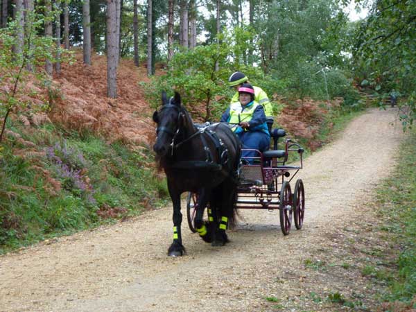 Wareham Forest September 2011