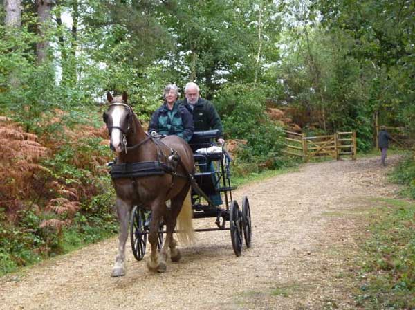 Wareham Forest September 2011