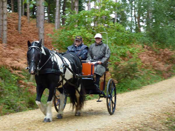 Wareham Forest September 2011