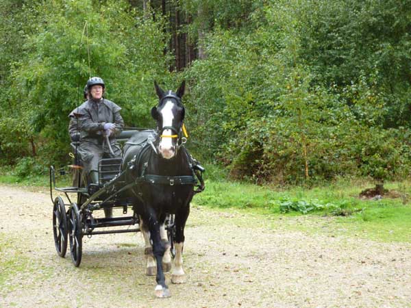 Wareham Forest September 2011