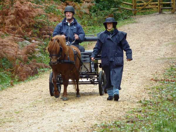 Wareham Forest September 2011