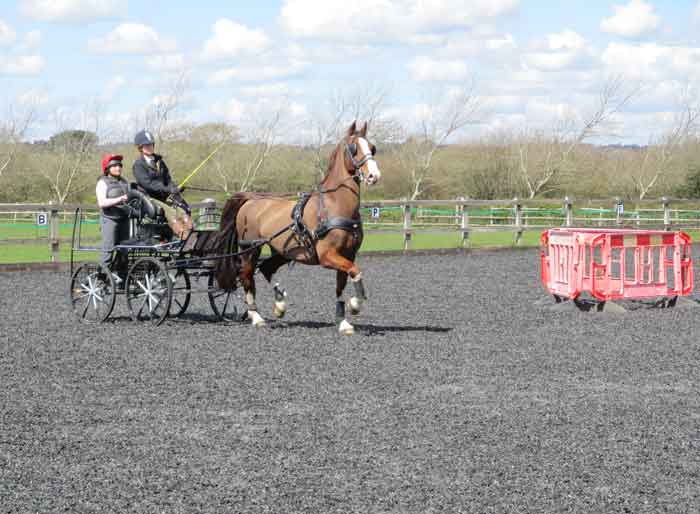 Whips and Grooms